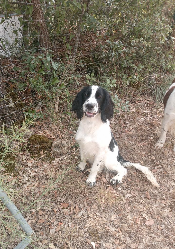 des combes de la martelle - Chiot disponible  - English Springer Spaniel