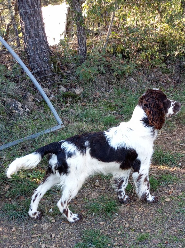 Uria des combes de la martelle