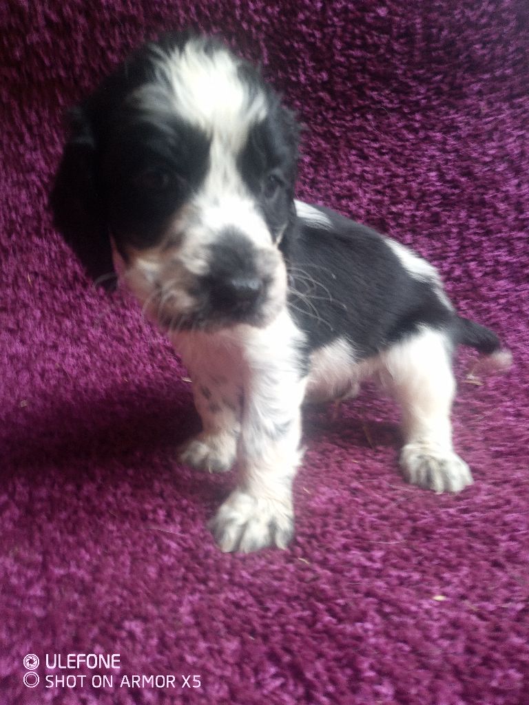 des combes de la martelle - Chiots disponibles - English Springer Spaniel