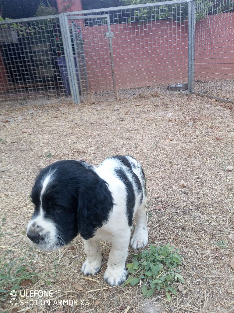 des combes de la martelle - Chiots disponibles - English Springer Spaniel