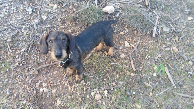 des combes de la martelle - Teckel poil dur - Portée née le 10/08/2014