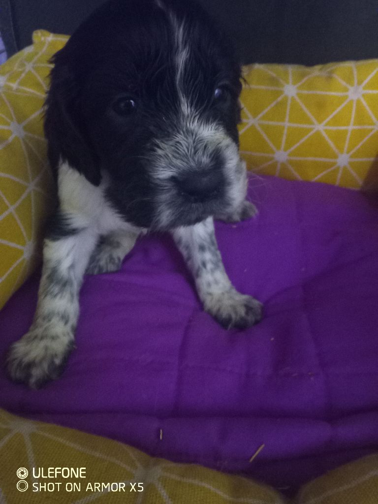 des combes de la martelle - Chiots disponibles - English Springer Spaniel