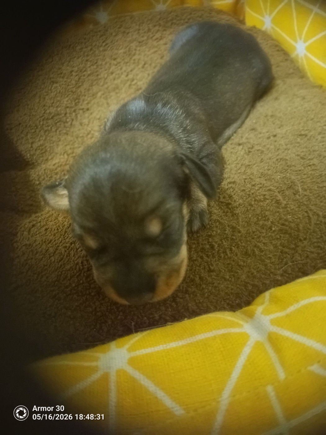 des combes de la martelle - Chiots disponibles - Teckel poil dur