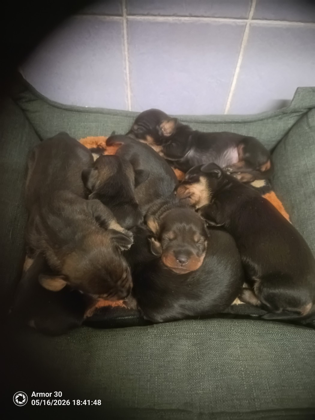 Chiot Teckel poil dur des combes de la martelle