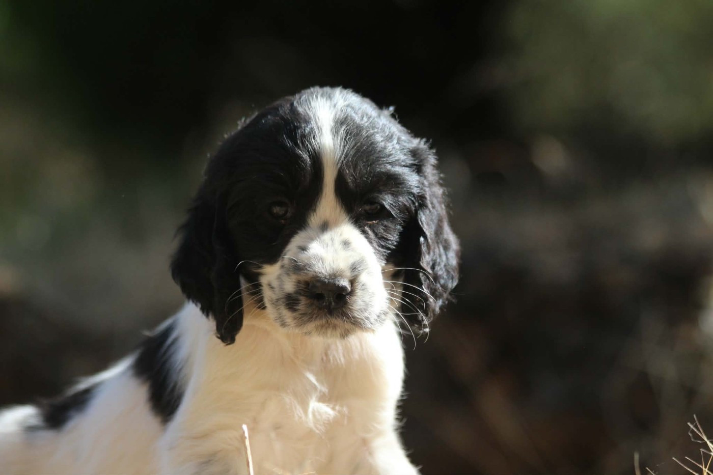 des combes de la martelle - Chiots disponibles - English Springer Spaniel