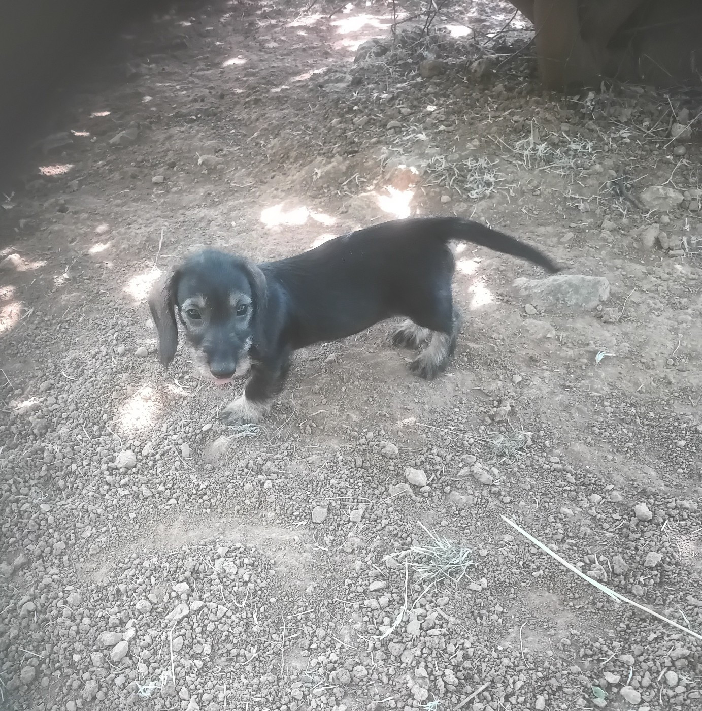 des combes de la martelle - Chiots disponibles - Teckel poil dur