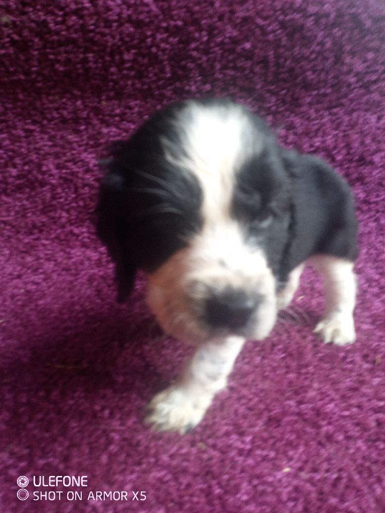 des combes de la martelle - Chiots disponibles - English Springer Spaniel