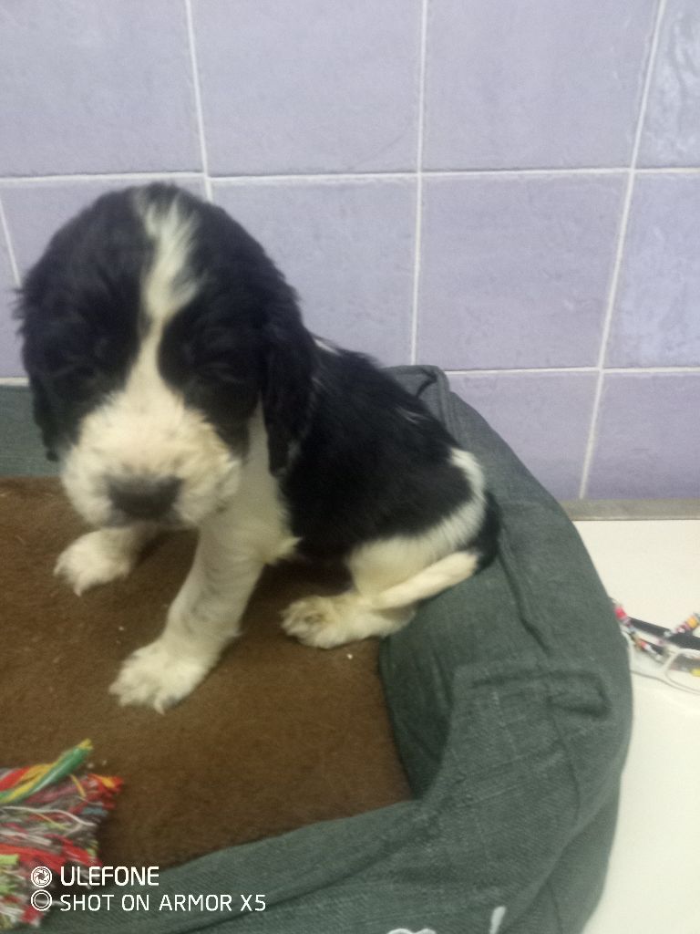 des combes de la martelle - Chiots disponibles - English Springer Spaniel