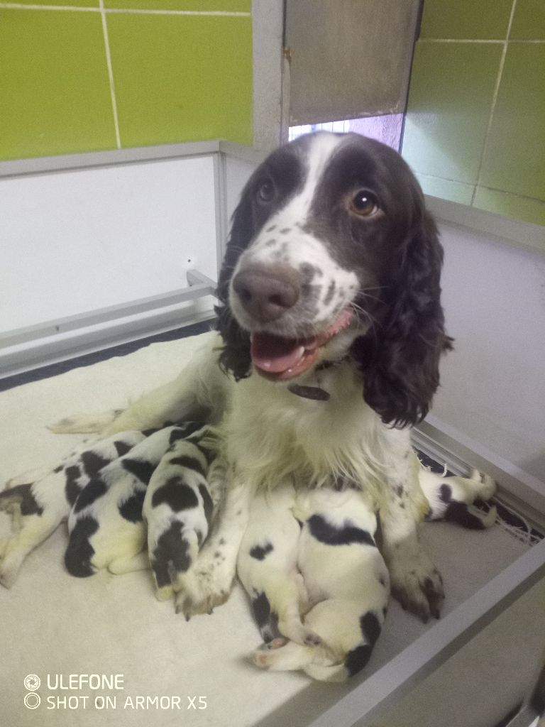 Chiot English Springer Spaniel des combes de la martelle