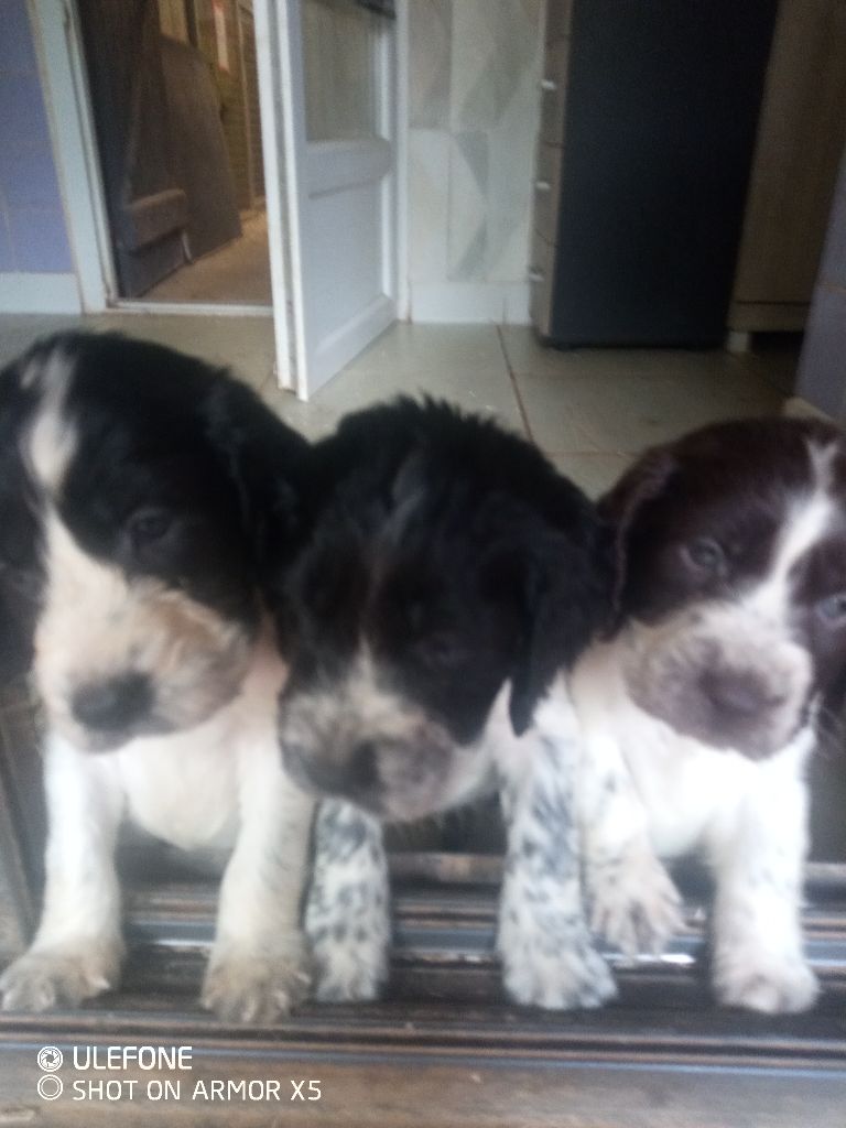 Chiot English Springer Spaniel des combes de la martelle