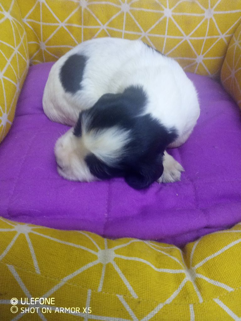 des combes de la martelle - Chiots disponibles - English Springer Spaniel