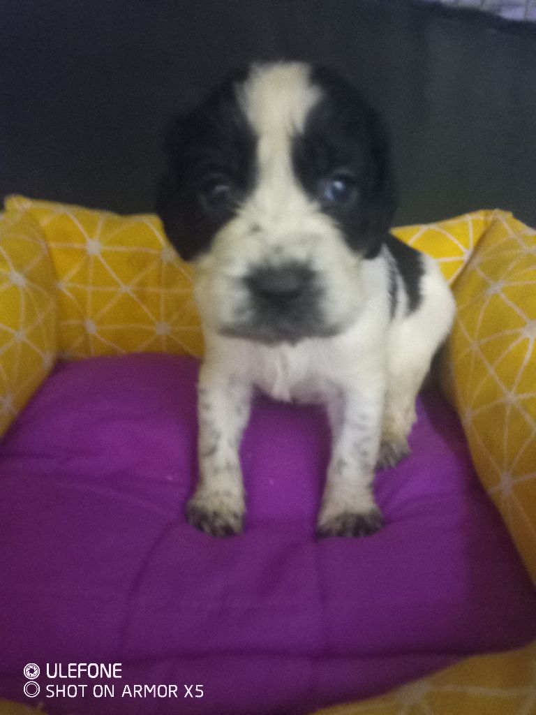 des combes de la martelle - Chiots disponibles - English Springer Spaniel