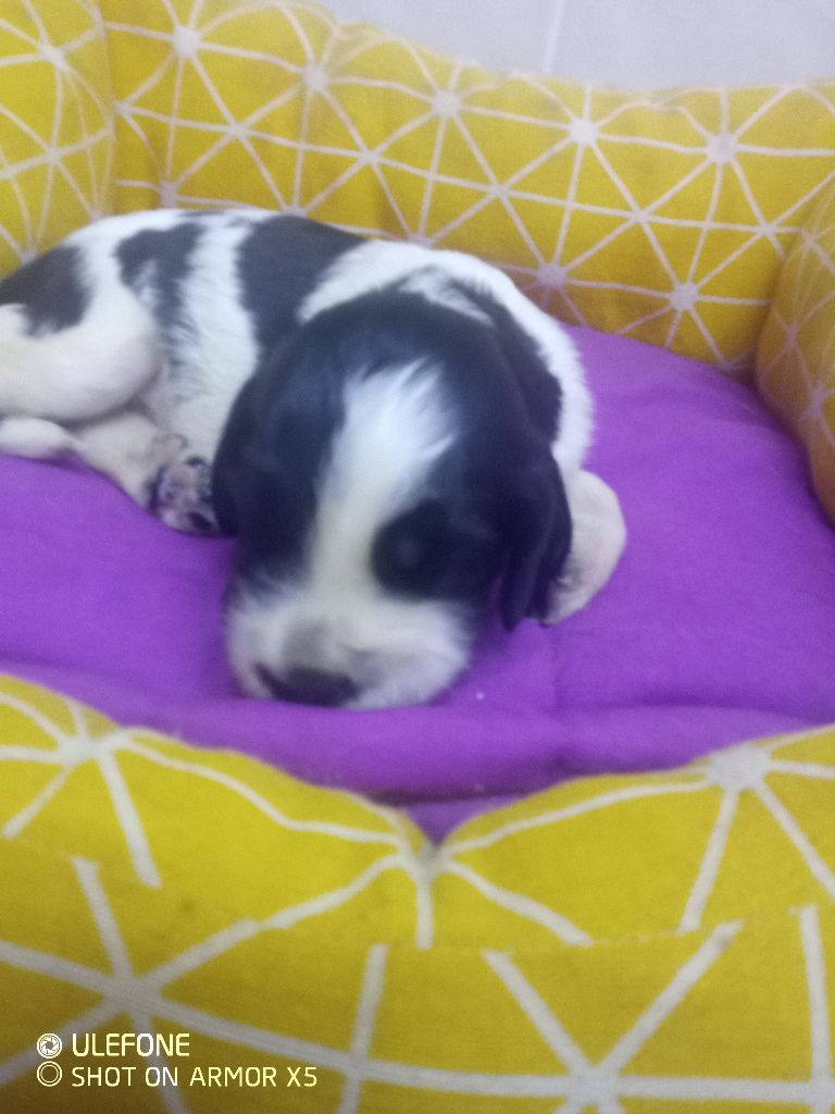 des combes de la martelle - Chiots disponibles - English Springer Spaniel