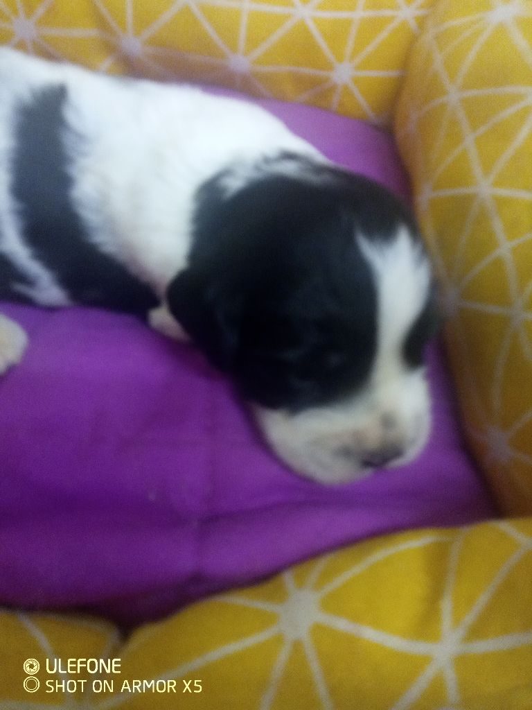 des combes de la martelle - Chiots disponibles - English Springer Spaniel