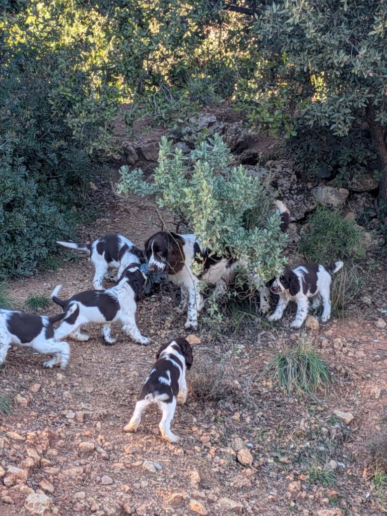 Chiot English Springer Spaniel des combes de la martelle