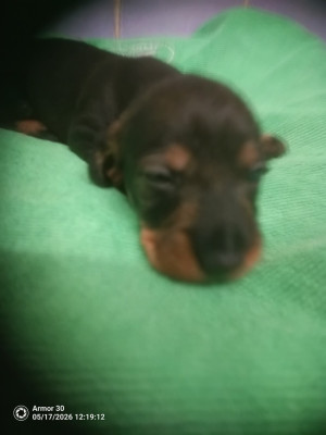 Chiot N°5