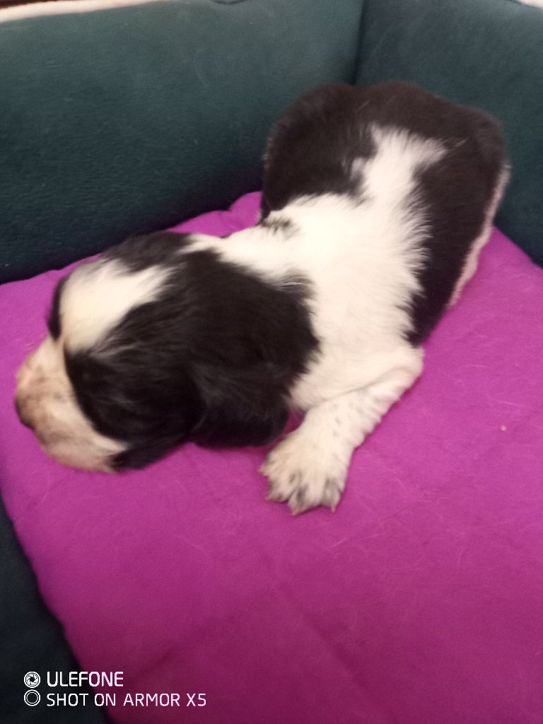 des combes de la martelle - Chiots disponibles - English Springer Spaniel
