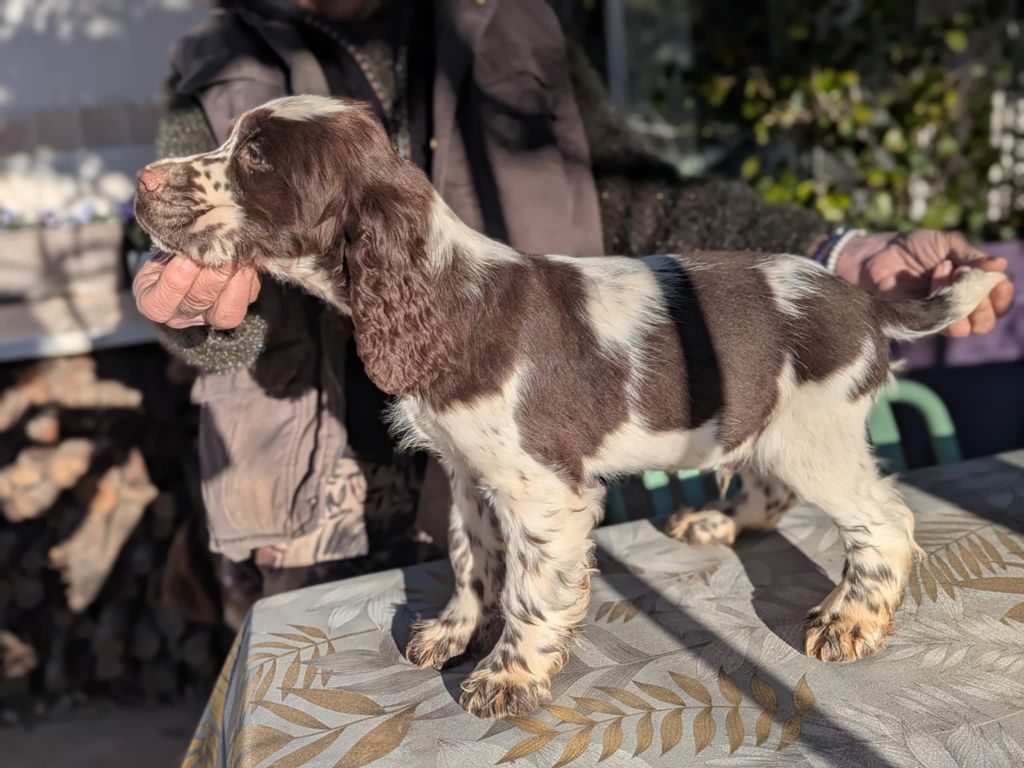 des combes de la martelle - Chiots disponibles - English Springer Spaniel