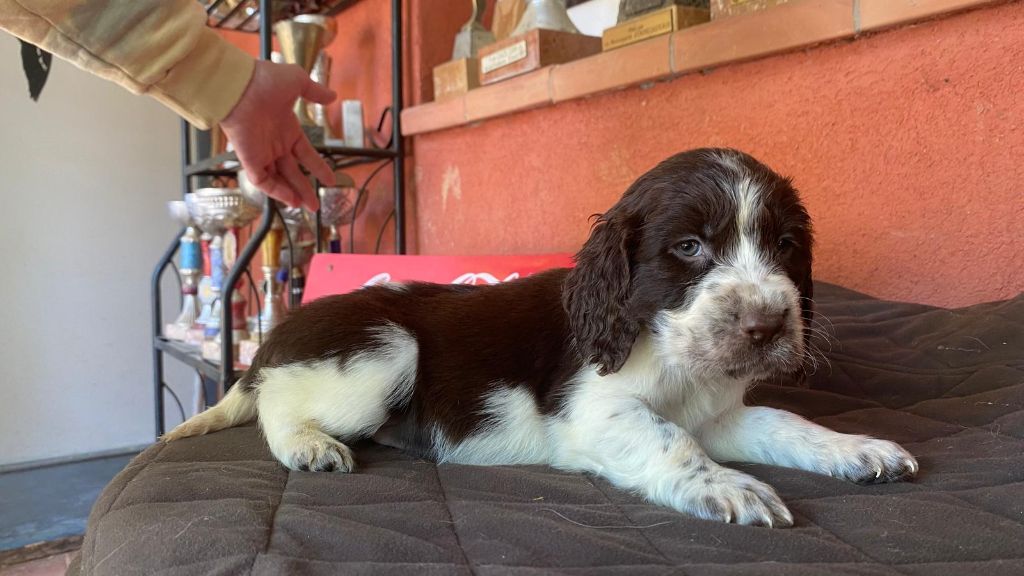 des combes de la martelle - Chiots disponibles - English Springer Spaniel