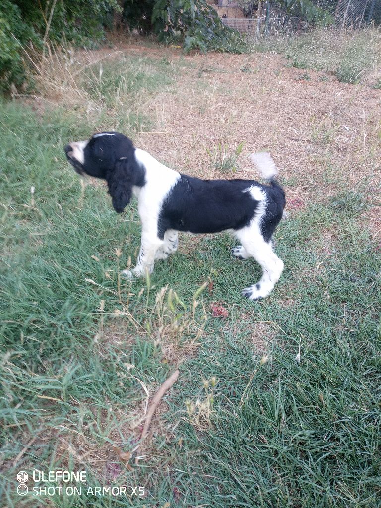 des combes de la martelle - Chiots disponibles - English Springer Spaniel