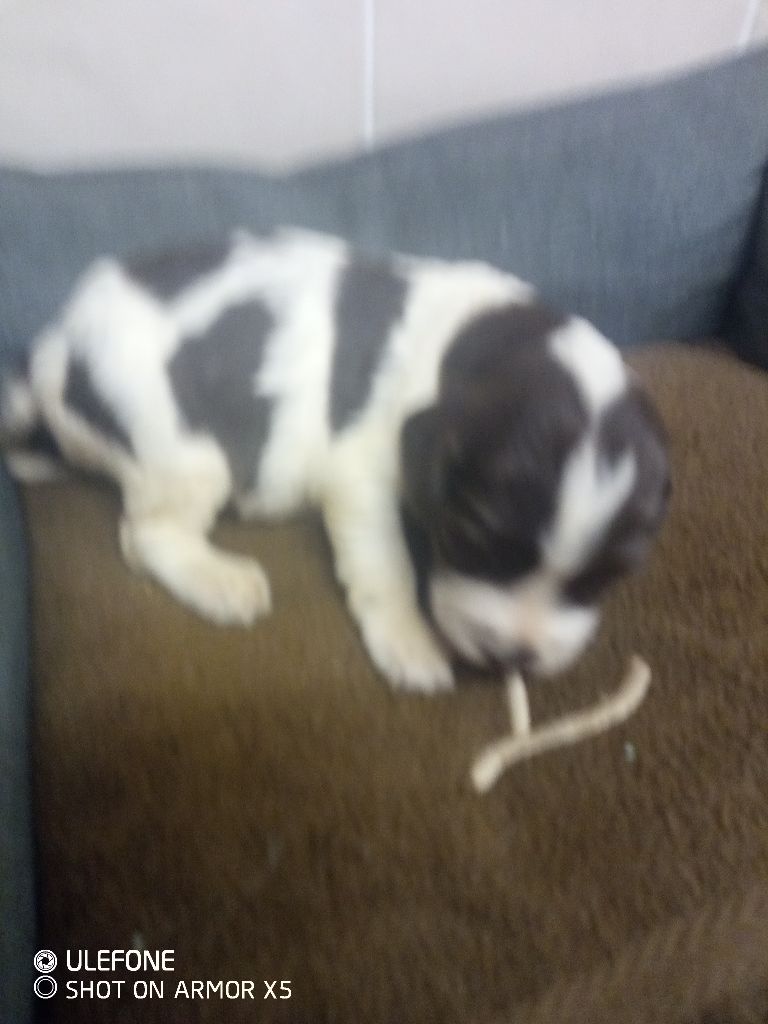 des combes de la martelle - Chiots disponibles - English Springer Spaniel